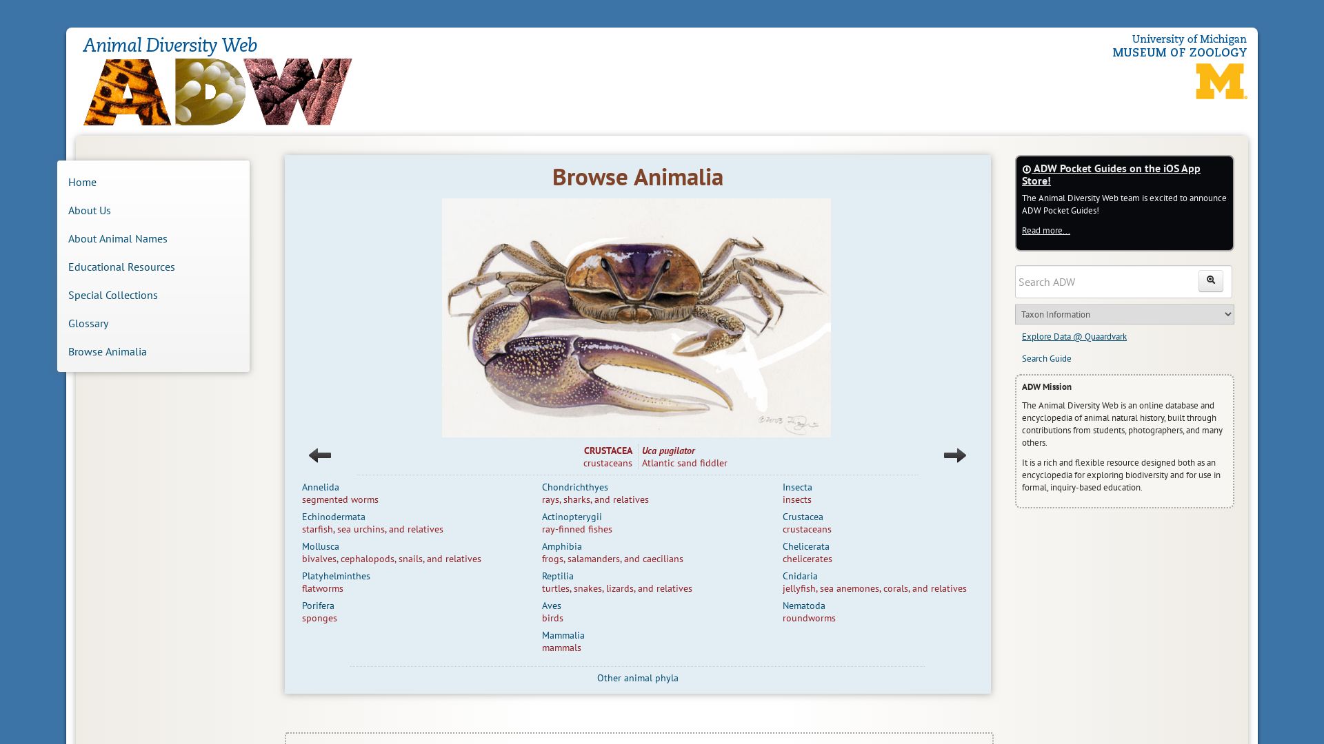 Webseitenstatus animaldiversity.org ist   ONLINE