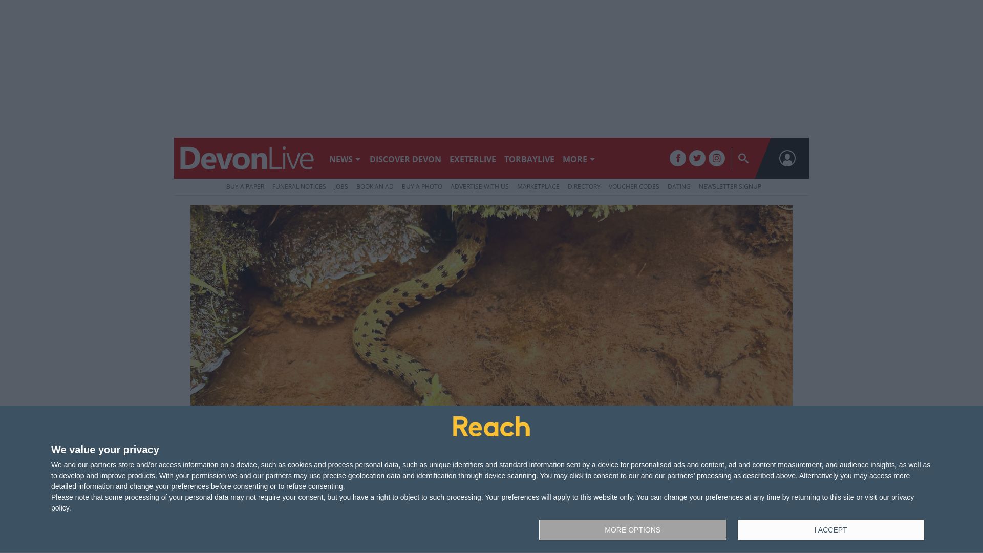 Webseitenstatus devonlive.com ist   ONLINE